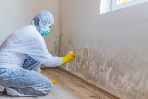 Licensed Basement Mold Removal service in Erwinna, PA - WQB Mold Removal