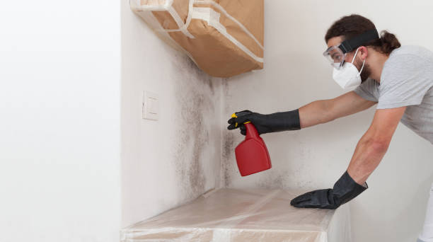 Professional Basement Mold Removal technician working in Erwinna, PA