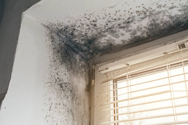 Affordable Basement Mold Removal solutions in Erwinna, PA