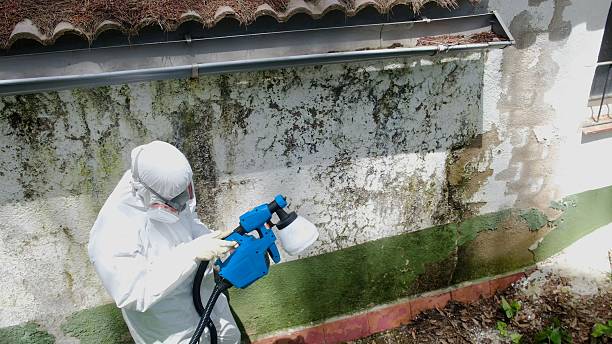 Top rated local Basement Mold Removal specialists in Erwinna, PA